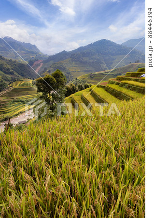 Green terraced rice fields in rainy season at Mu Cang Chai, Vietnam Green terraced rice fields in rainy season at Mu Cang Chai, Vietnam 88446394