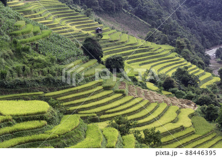 Green terraced rice fields in rainy season at Mu Cang Chai, Vietnam Green terraced rice fields in rainy season at Mu Cang Chai, Vietnam 88446395