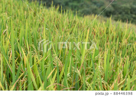 Green terraced rice fields in rainy season at Mu Cang Chai, Vietnam Green terraced rice fields in rainy season at Mu Cang Chai, Vietnam 88446398