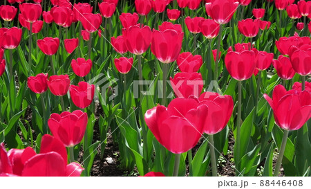 Many red and burgundy tulips sway in the wind in an open space in the park. Concept of a greeting card for valentines day, mothers day, international womens day, flower delivery. Many red and burgundy tulips sway in the wind in an open space in the park. Concept of a greeting card for valentines day, mothers day, international womens day, flower delivery. 88446408