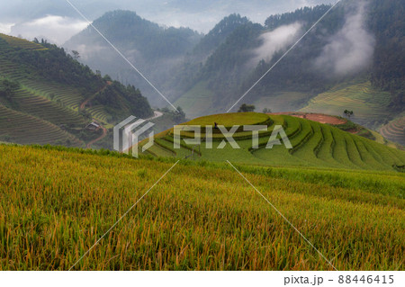 Green terraced rice fields in rainy season at Mu Cang Chai, Vietnam 88446415