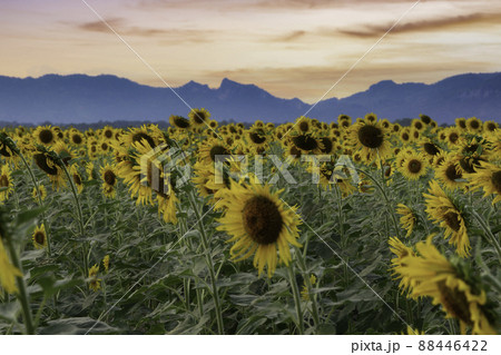 Beautiful sunflowers in spring field and the plant of sunflower is wideness plant in travel location, Khao Chin Lae Sunflower Field, Lopburi Province, Thailand 88446422