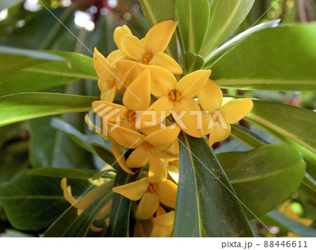 ナニワズ(秋田市) ナニワズ(秋田市) 88446611