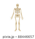 Illustration of the structure of the human body. 88446657