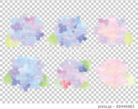Illustration of hydrangea drawn in watercolor 88446865