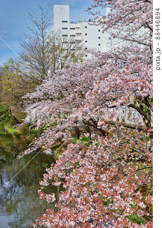 坂川と美しい桜（千葉県松戸市） 88446894