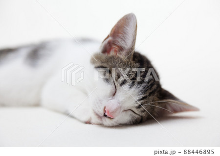 眠る子猫 88446895