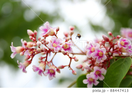 Pink purple flowers of starfruit or carambola on branch 88447413