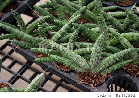Dracaena angolensis in pot. 88447553