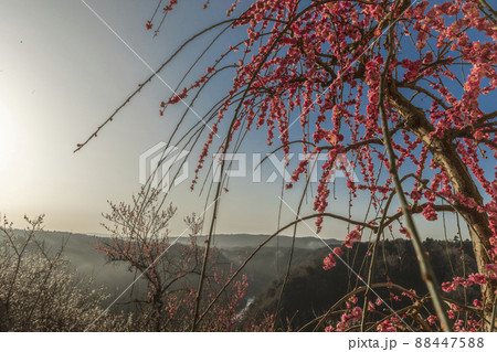 早春の雲海に梅輝く月ヶ瀬 88447588