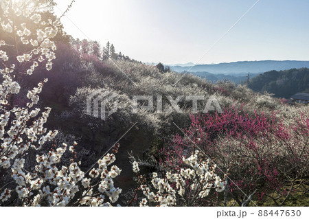 早春の梅輝く月ヶ瀬 88447630