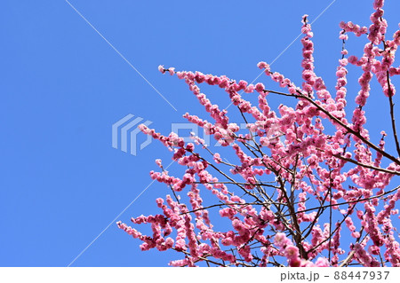 梅の花と晴天の空 素材イメージ 梅の花と晴天の空 素材イメージ 88447937