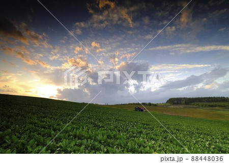 朝の農村風景 88448036