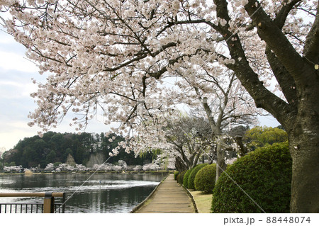 水戸偕楽園・千波湖（茨城県・水戸市） 88448074