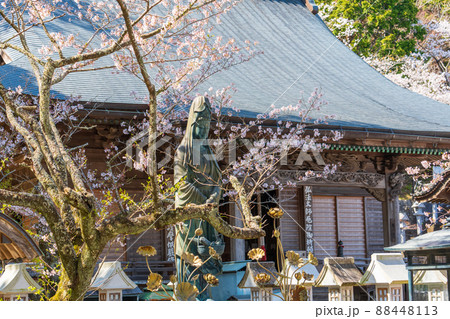 【第23番札所】春の薬王寺　魚籃観音【四国八十八箇所】 88448113