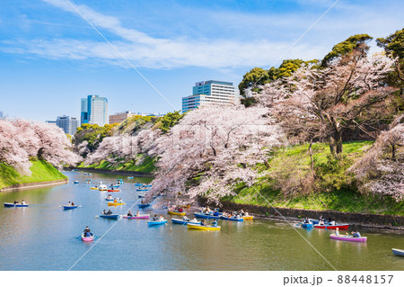 千鳥ヶ淵 春の桜景 千鳥ヶ淵 春の桜景 88448157