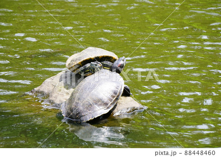 カメ 88448460