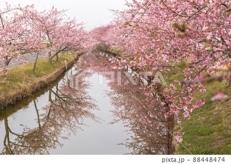 桜花爛漫の河津桜ロード 桜花爛漫の河津桜ロード 88448474