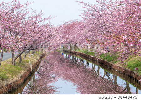 桜花爛漫の河津桜ロード 88448475