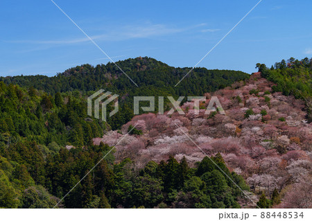 奈良の吉野山の千本桜とお寺 88448534