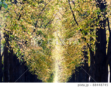 canopy of yellow and light green leaves of trees in an avenue of linden trees 88448745