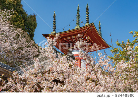 【第23番札所】春の薬王寺　瑜祇塔【四国八十八箇所】 88448980