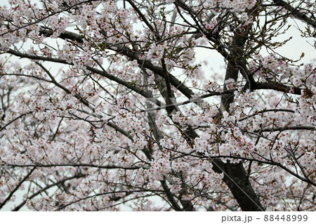 溜池周辺の桜 88448999