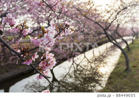 桜花爛漫の河津桜ロード 88449035