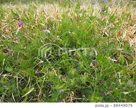 野草　からすのえんどう　春 88449076