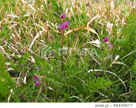 野草　からすのえんどう　春 88449077