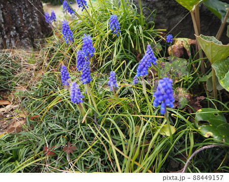 家庭菜園　ムスカリ　春の花 88449157