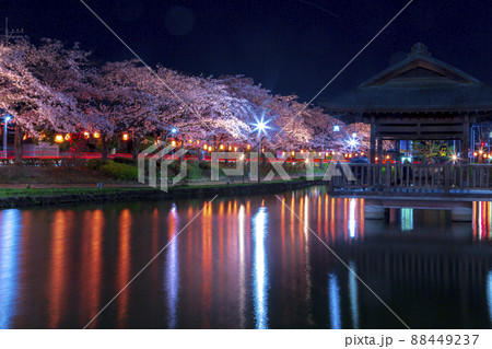 夜桜ライトアップ　夜景　春の風景さくら　上沼公園 88449237