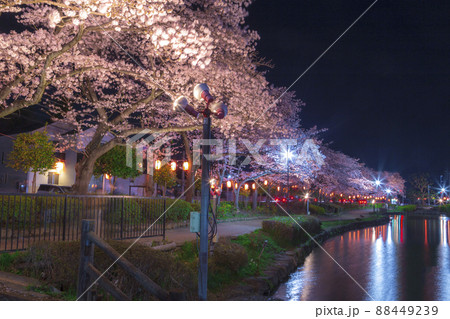 夜桜ライトアップ　夜景　春の風景さくら　上沼公園 88449239