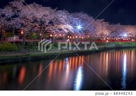夜桜ライトアップ　夜景　春の風景さくら　上沼公園 88449243