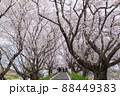 桜並木の風景　さくら堤公園　春のお花見 88449383