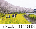 桜と菜の花の風景　さくら堤公園　春のお花見 88449384