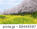 桜と菜の花の風景　さくら堤公園　春のお花見 88449387