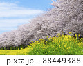 桜と菜の花の風景　さくら堤公園　春のお花見 88449388