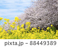 桜と菜の花の風景　さくら堤公園　春のお花見 88449389