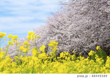 桜と菜の花の風景　さくら堤公園　春のお花見 88449389