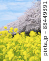 桜と菜の花の風景　さくら堤公園　春のお花見 88449391