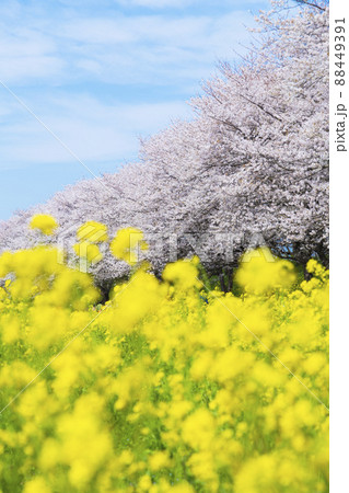 桜と菜の花の風景　さくら堤公園　春のお花見 88449391