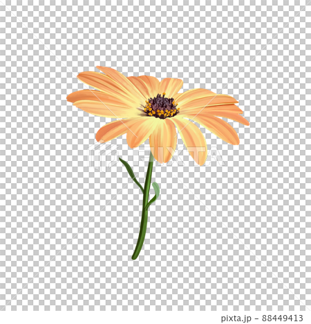亮橙色osteospermum 1 輪無線描 插圖素材 圖庫