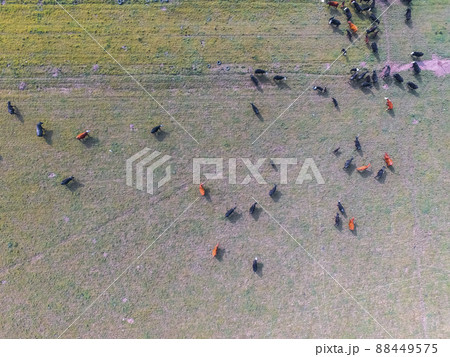 Cows fed on natural grass, Buenos Aires,Argentina Cows fed on natural grass, Buenos Aires,Argentina 88449575