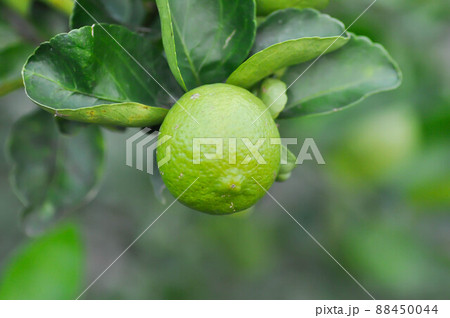 ime, lime plant or lemon or lemon tree ime, lime plant or lemon or lemon tree 88450044