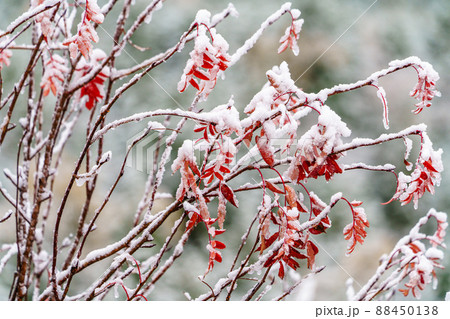 雪と紅葉 季節の狭間 雪と紅葉 季節の狭間 88450138