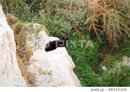 Stray cat in coastal cliffs. 88450160