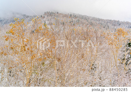 【北海道美瑛町】紅葉と初雪の山 10月 【北海道美瑛町】紅葉と初雪の山 10月 88450285