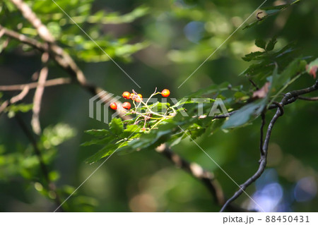 Tree branches in sunlight in summer forest. Light and shadows. Summer nature details. Tree branches in sunlight in summer forest. Light and shadows. Summer nature details. 88450431