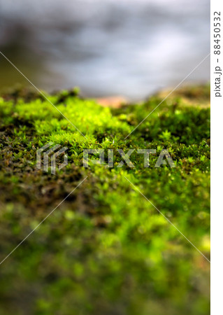 Freshness green moss that grows on moist ground Beside the water source Freshness green moss that grows on moist ground Beside the water source 88450532